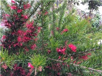 e3d8ac02-20170506 Ri grevillea.jpg